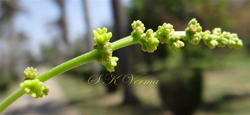  Male inflorescence